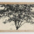 Organic Wall Art  Minimalist Black Tree Silhouette  Nature-Inspired Botanical Decor